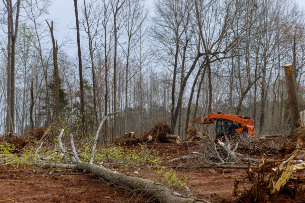 Best Tree Removal  in Clintondale, NY